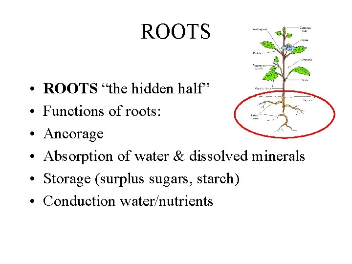 ROOTS • • • ROOTS “the hidden half” Functions of roots: Ancorage Absorption of