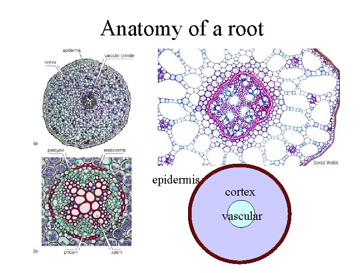 Anatomy of a root epidermis cortex vascular 