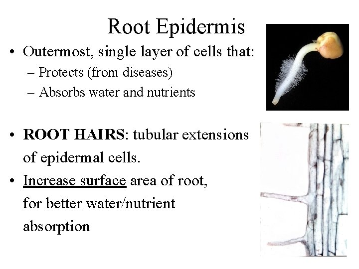 Root Epidermis • Outermost, single layer of cells that: – Protects (from diseases) –