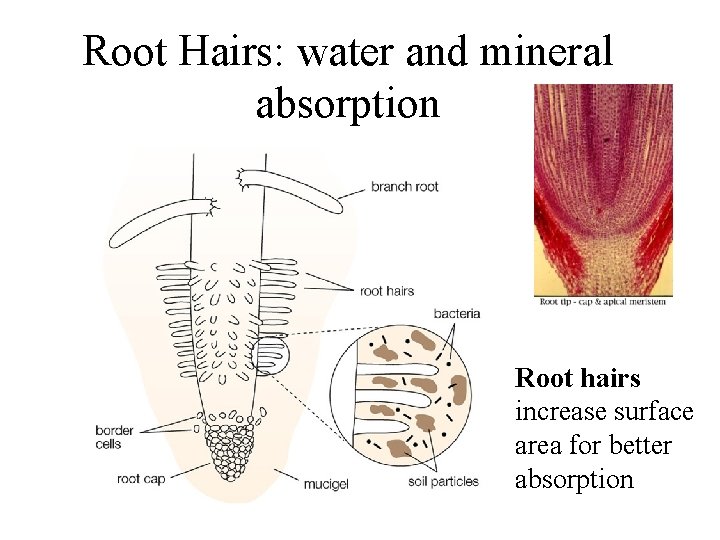 Root Hairs: water and mineral absorption Root hairs increase surface area for better absorption