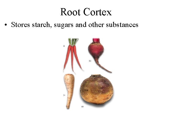 Root Cortex • Stores starch, sugars and other substances 