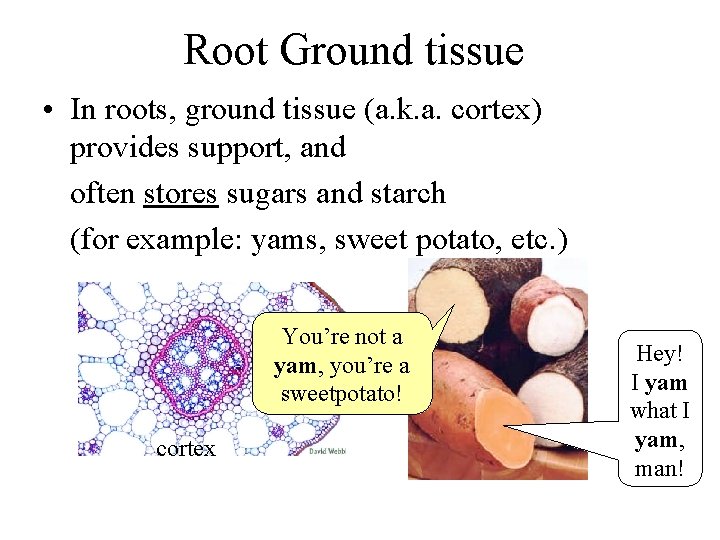 Root Ground tissue • In roots, ground tissue (a. k. a. cortex) provides support,