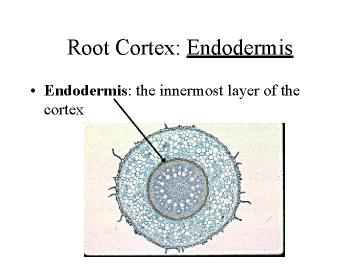 Root Cortex: Endodermis • Endodermis: the innermost layer of the cortex 