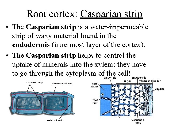 Root cortex: Casparian strip • The Casparian strip is a water-impermeable strip of waxy