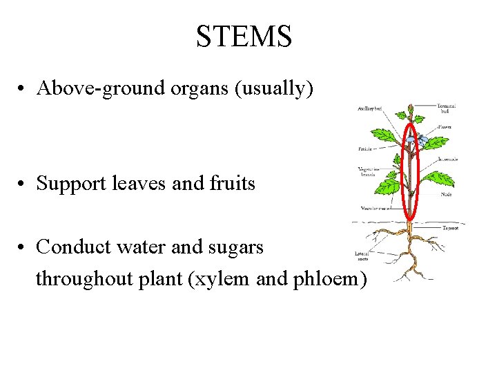 STEMS • Above-ground organs (usually) • Support leaves and fruits • Conduct water and