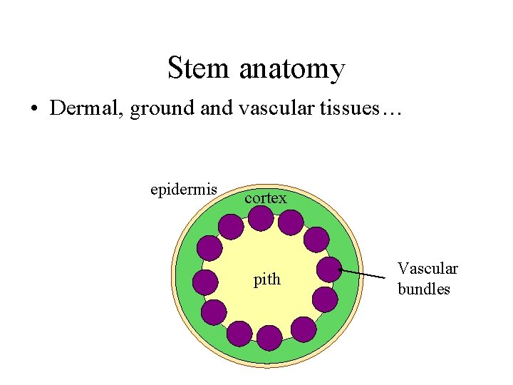 Stem anatomy • Dermal, ground and vascular tissues… epidermis cortex pith Vascular bundles 