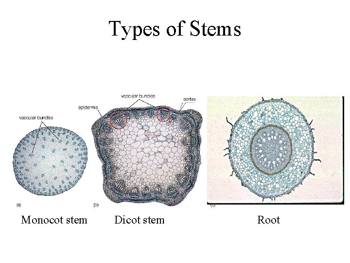 Types of Stems Monocot stem Dicot stem Root 