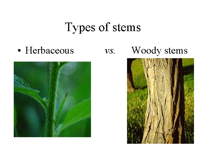 Types of stems • Herbaceous vs. Woody stems 
