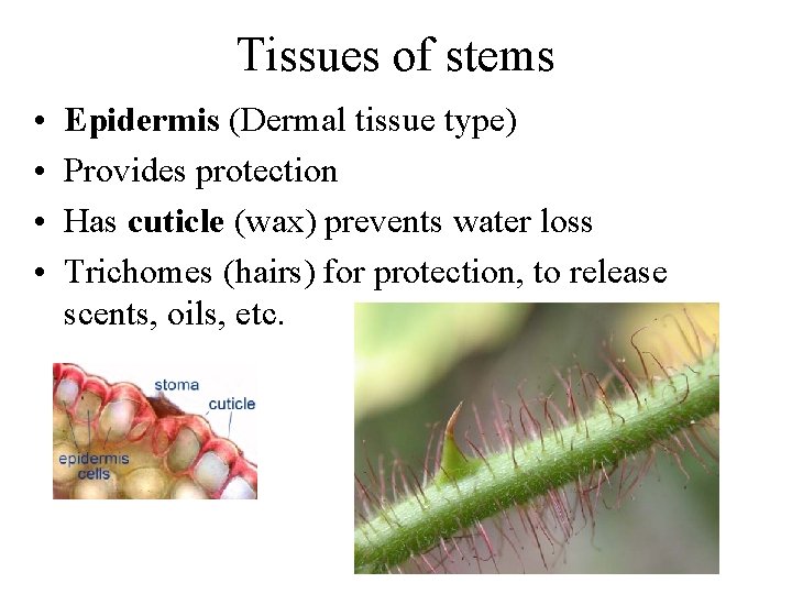 Tissues of stems • • Epidermis (Dermal tissue type) Provides protection Has cuticle (wax)
