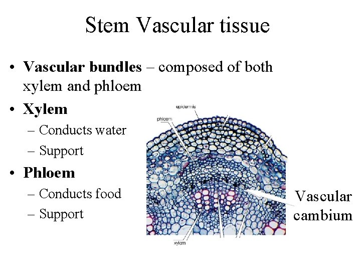 Stem Vascular tissue • Vascular bundles – composed of both xylem and phloem •