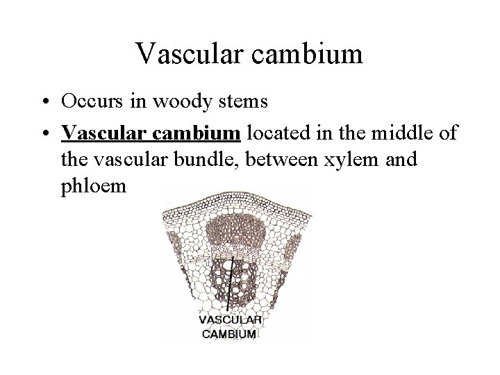 Vascular cambium • Occurs in woody stems • Vascular cambium located in the middle