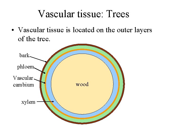 Vascular tissue: Trees • Vascular tissue is located on the outer layers of the