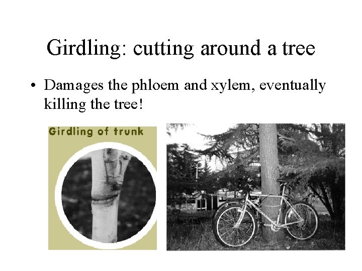 Girdling: cutting around a tree • Damages the phloem and xylem, eventually killing the