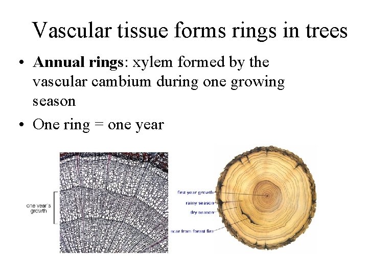 Vascular tissue forms rings in trees • Annual rings: xylem formed by the vascular