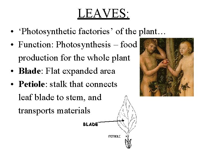 LEAVES: • ‘Photosynthetic factories’ of the plant… • Function: Photosynthesis – food production for