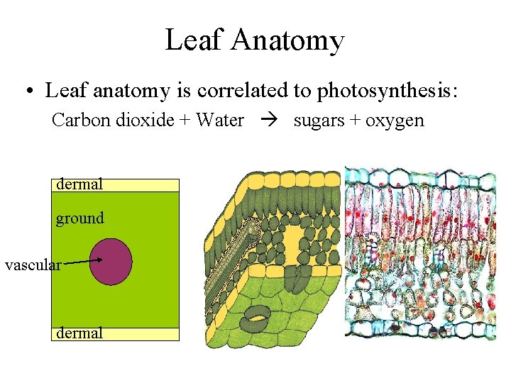 Leaf Anatomy • Leaf anatomy is correlated to photosynthesis: Carbon dioxide + Water sugars