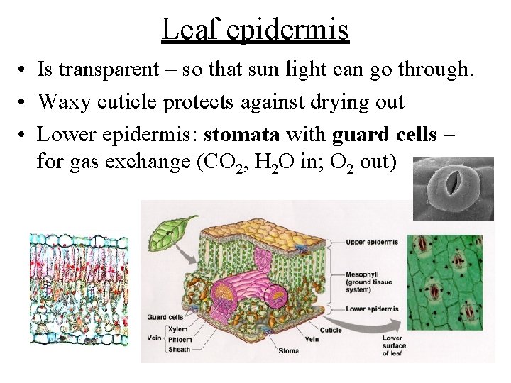 Leaf epidermis • Is transparent – so that sun light can go through. •