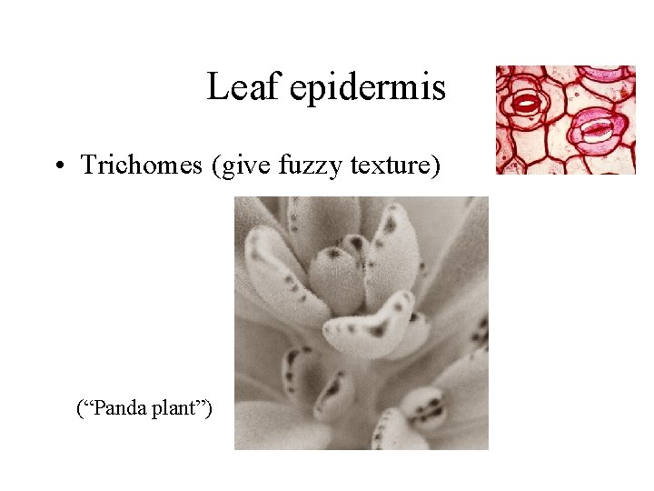 Leaf epidermis • Trichomes (give fuzzy texture) (“Panda plant”) 