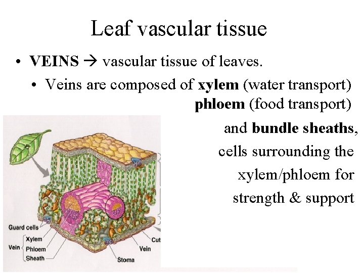 Leaf vascular tissue • VEINS vascular tissue of leaves. • Veins are composed of