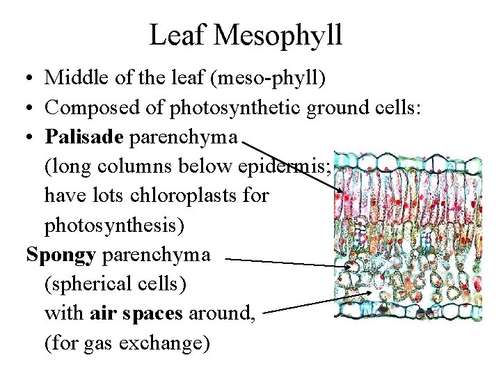 Leaf Mesophyll • Middle of the leaf (meso-phyll) • Composed of photosynthetic ground cells: