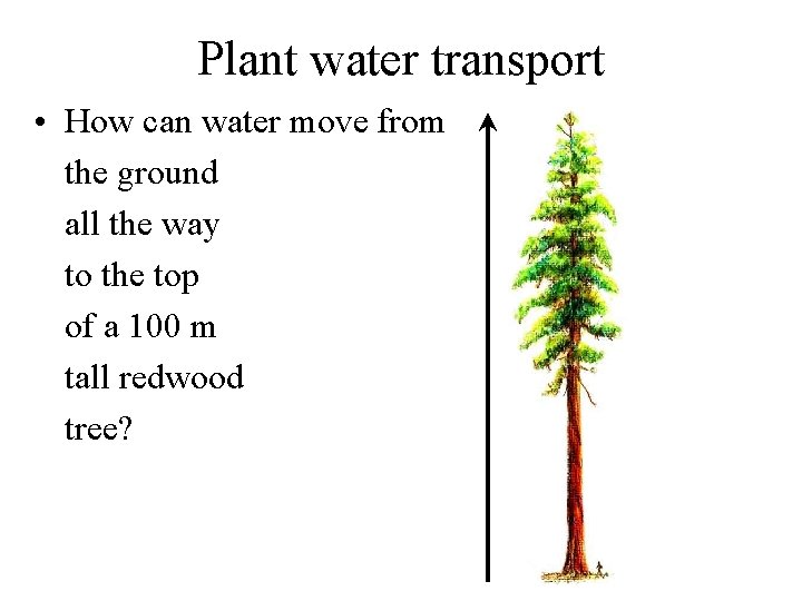 Plant water transport • How can water move from the ground all the way