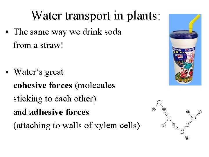 Water transport in plants: • The same way we drink soda from a straw!