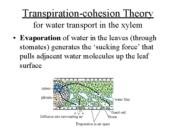 Transpiration-cohesion Theory for water transport in the xylem • Evaporation of water in the