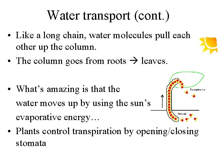 Water transport (cont. ) • Like a long chain, water molecules pull each other