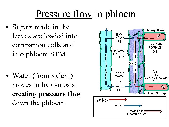 Pressure flow in phloem • Sugars made in the leaves are loaded into companion