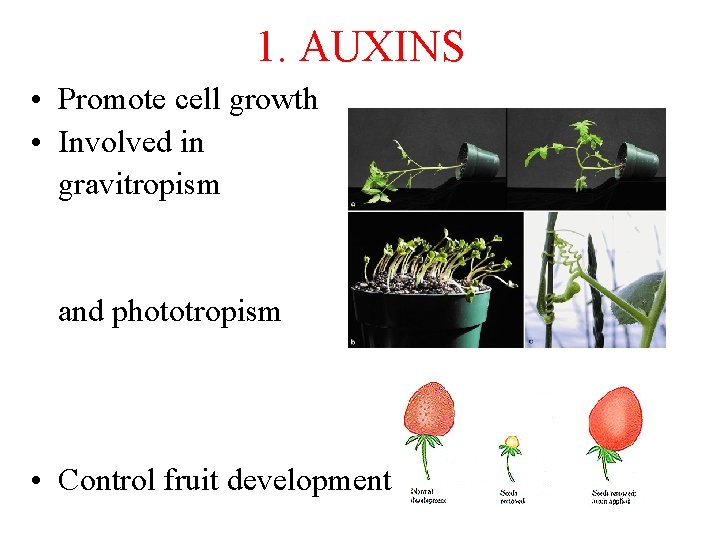 1. AUXINS • Promote cell growth • Involved in gravitropism and phototropism • Control