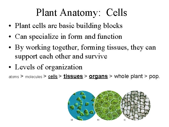 Plant Anatomy: Cells • Plant cells are basic building blocks • Can specialize in