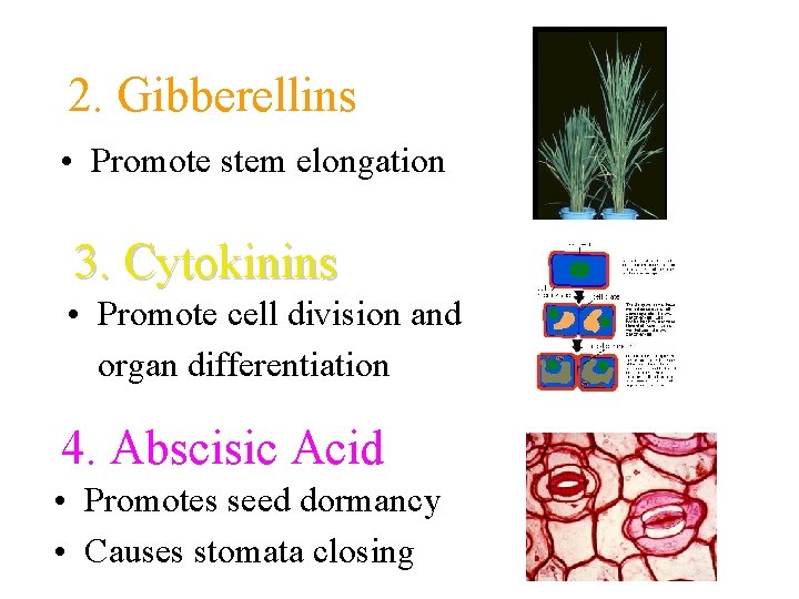 2. Gibberellins • Promote stem elongation 3. Cytokinins • Promote cell division and organ