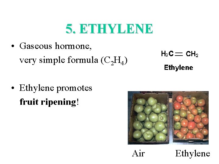 5. ETHYLENE • Gaseous hormone, very simple formula (C 2 H 4) • Ethylene