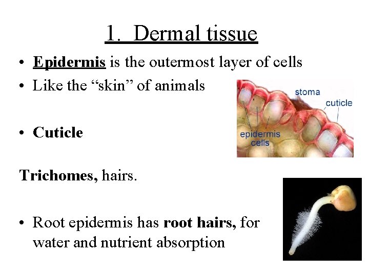 1. Dermal tissue • Epidermis is the outermost layer of cells • Like the