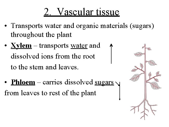 2. Vascular tissue • Transports water and organic materials (sugars) throughout the plant •