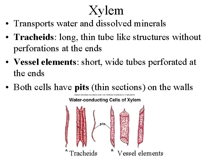 Xylem • Transports water and dissolved minerals • Tracheids: long, thin tube like structures