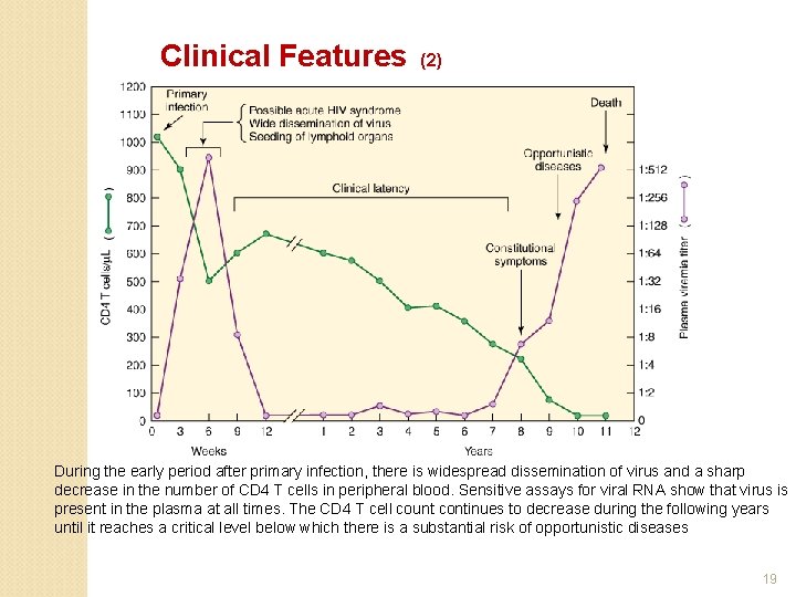 Clinical Features (2) During the early period after primary infection, there is widespread dissemination