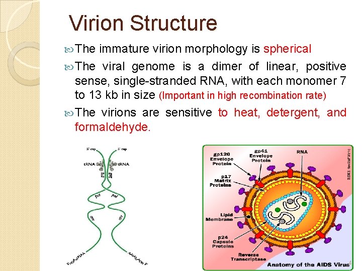 Virion Structure The immature virion morphology is spherical The viral genome is a dimer