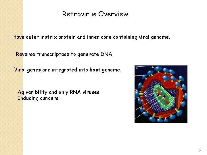 Retrovirus Overview Have outer matrix protein and inner core containing viral genome. Reverse transcriptase