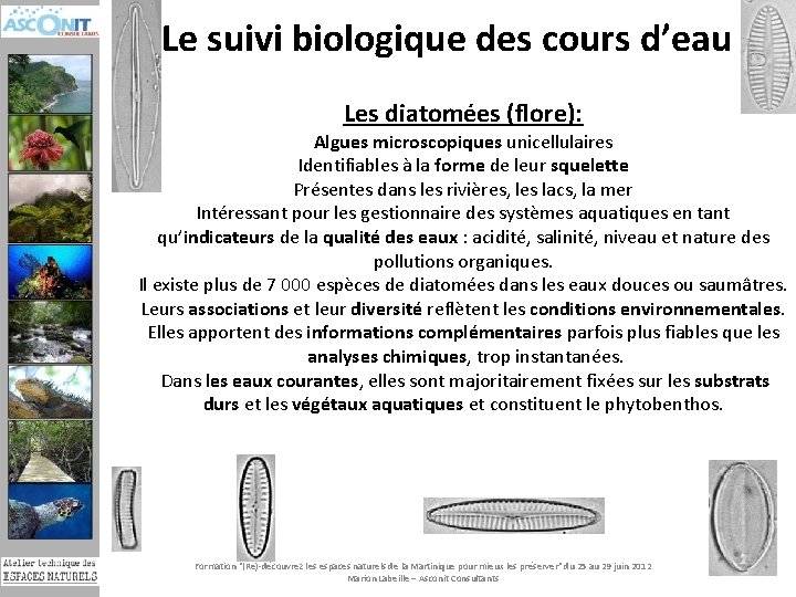 Le suivi biologique des cours d’eau Les diatomées (flore): Algues microscopiques unicellulaires Identifiables à