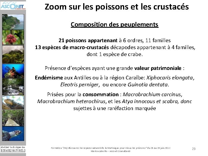 Zoom sur les poissons et les crustacés Composition des peuplements 21 poissons appartenant à