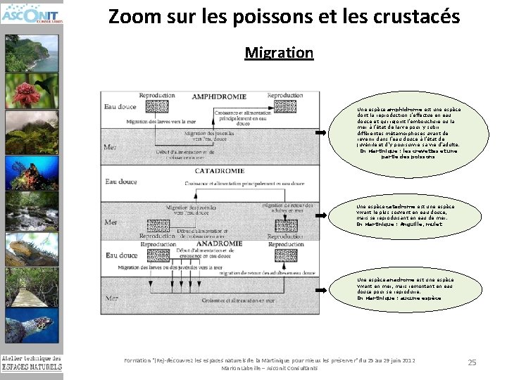 Zoom sur les poissons et les crustacés Migration Une espèce amphidrome est une espèce