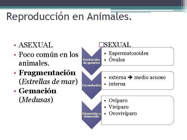 Reproducción en Animales. • ASEXUAL • Poco común en los animales. • Fragmentación (Estrellas