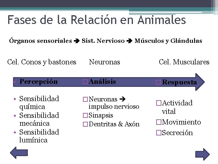 Fases de la Relación en Animales Órganos sensoriales Sist. Nervioso Músculos y Glándulas Cel.