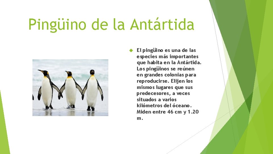 Pingüino de la Antártida El pingüino es una de las especies más importantes que