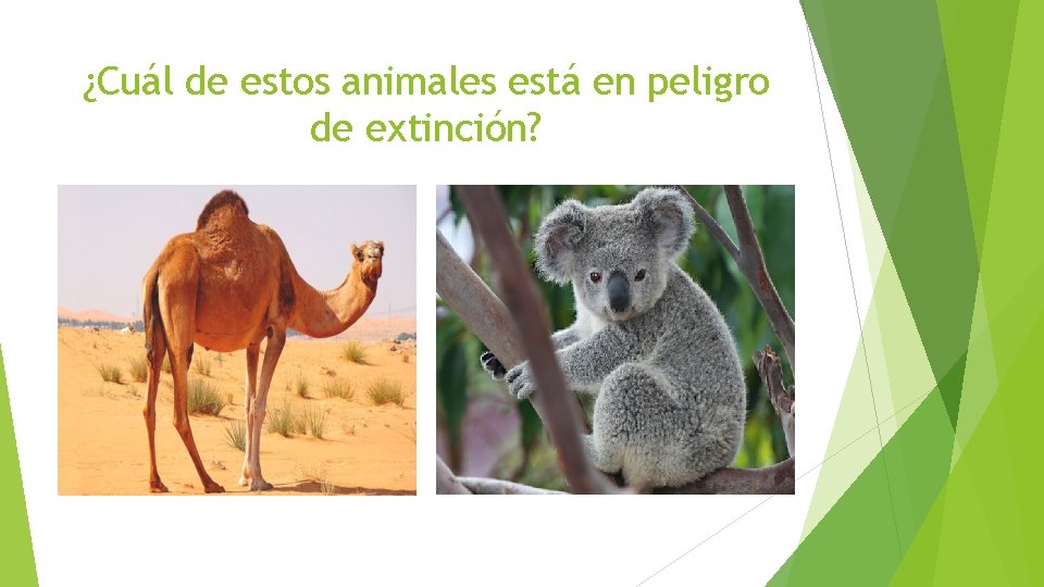 ¿Cuál de estos animales está en peligro de extinción? 