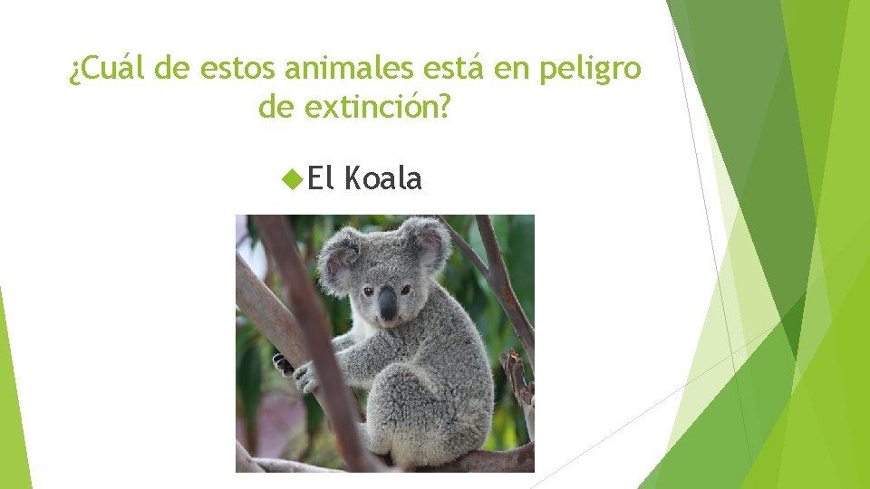 ¿Cuál de estos animales está en peligro de extinción? El Koala 