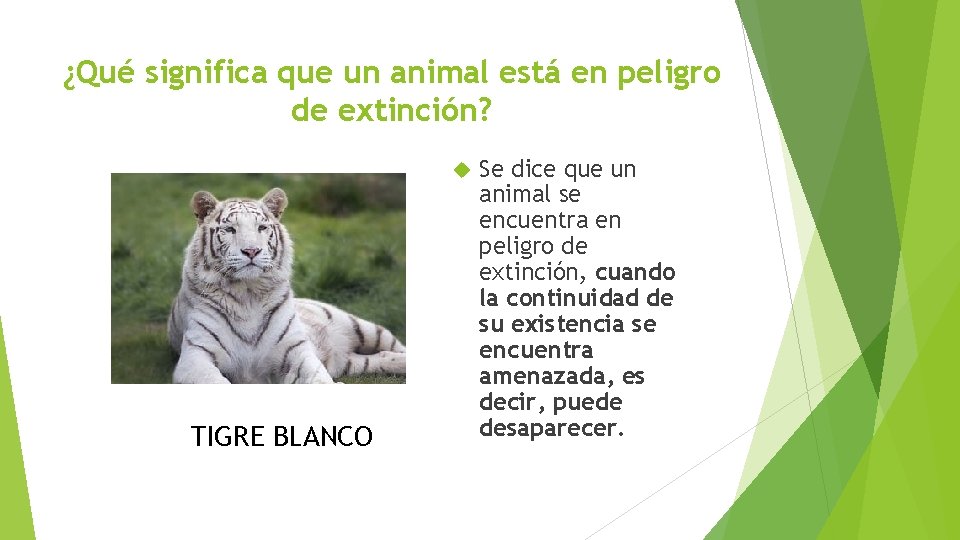 ¿Qué significa que un animal está en peligro de extinción? TIGRE BLANCO Se dice