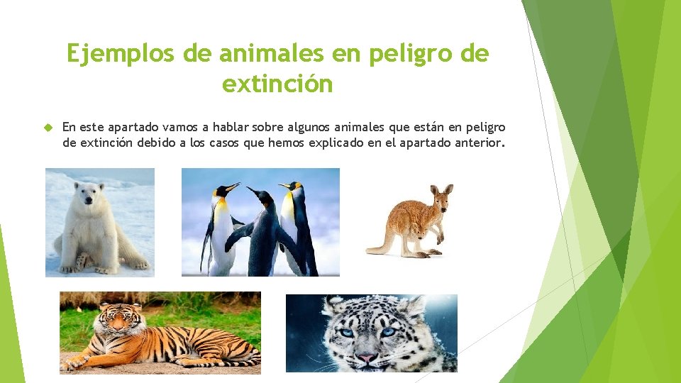 Ejemplos de animales en peligro de extinción En este apartado vamos a hablar sobre