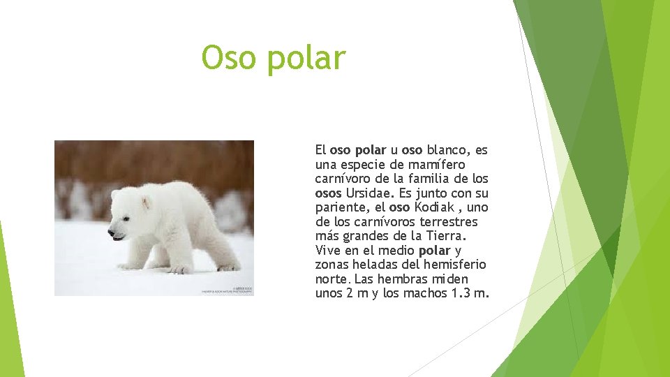 Oso polar El oso polar u oso blanco, es una especie de mamífero carnívoro